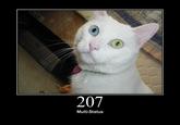 HTTP Status Cats