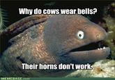 Bad Joke Eel