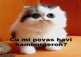 LOLcats