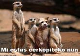 LOLcats