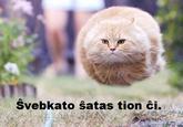 LOLcats