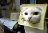 Cat Breading