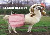 Lana Del Rey