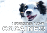 I Fucking Love Cocaine / Cocaine Bear