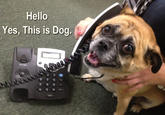 Yes, This is Dog