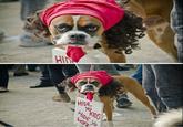 Antoine Dodson / Bed Intruder