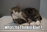 Maru the Cat
