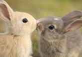 Cute Animals