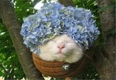 Shironeko / Basket Cat