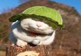 Shironeko / Basket Cat