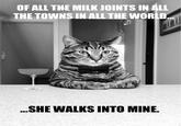 Chris Hansen Cat