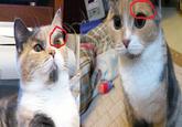Peter the Cat (The King of /b/)