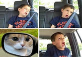 Peter the Cat (The King of /b/)