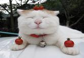 Shironeko / Basket Cat