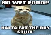First World Problems Cat