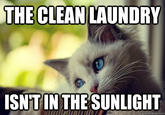 First World Problems Cat
