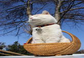 Shironeko / Basket Cat