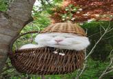Shironeko / Basket Cat