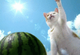 7ea.gif