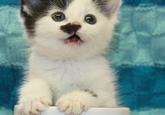 Kitler
