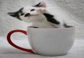 Kitler