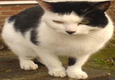 Kitler