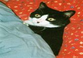 Kitler