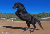 Retarded Running Horse / Two Legged Horse