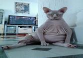 Cats