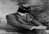 Business Cat