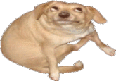 6O163's DOG