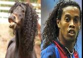 Totally Looks Like / Separated At Birth