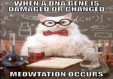 Chemistry Cat