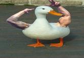 Birds with Arms