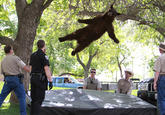 Falling Bear