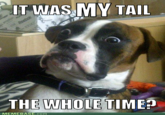 Dumbstruck Dog