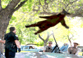 Falling Bear