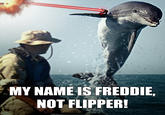 Dolphins are gay sharks