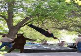 Falling Bear