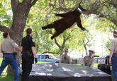 Falling Bear