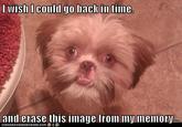 Trauma Dog