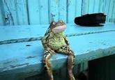 Get Out Frog / Frogout / Me Obrigue