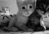 Cats