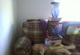 Cat Buckaroo