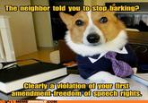 Lawyer Dog
