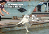 Dogs