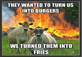 Evil Cows
