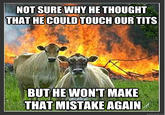 Evil Cows