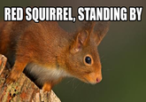 Red Leader Standing By