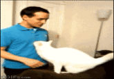 Cats